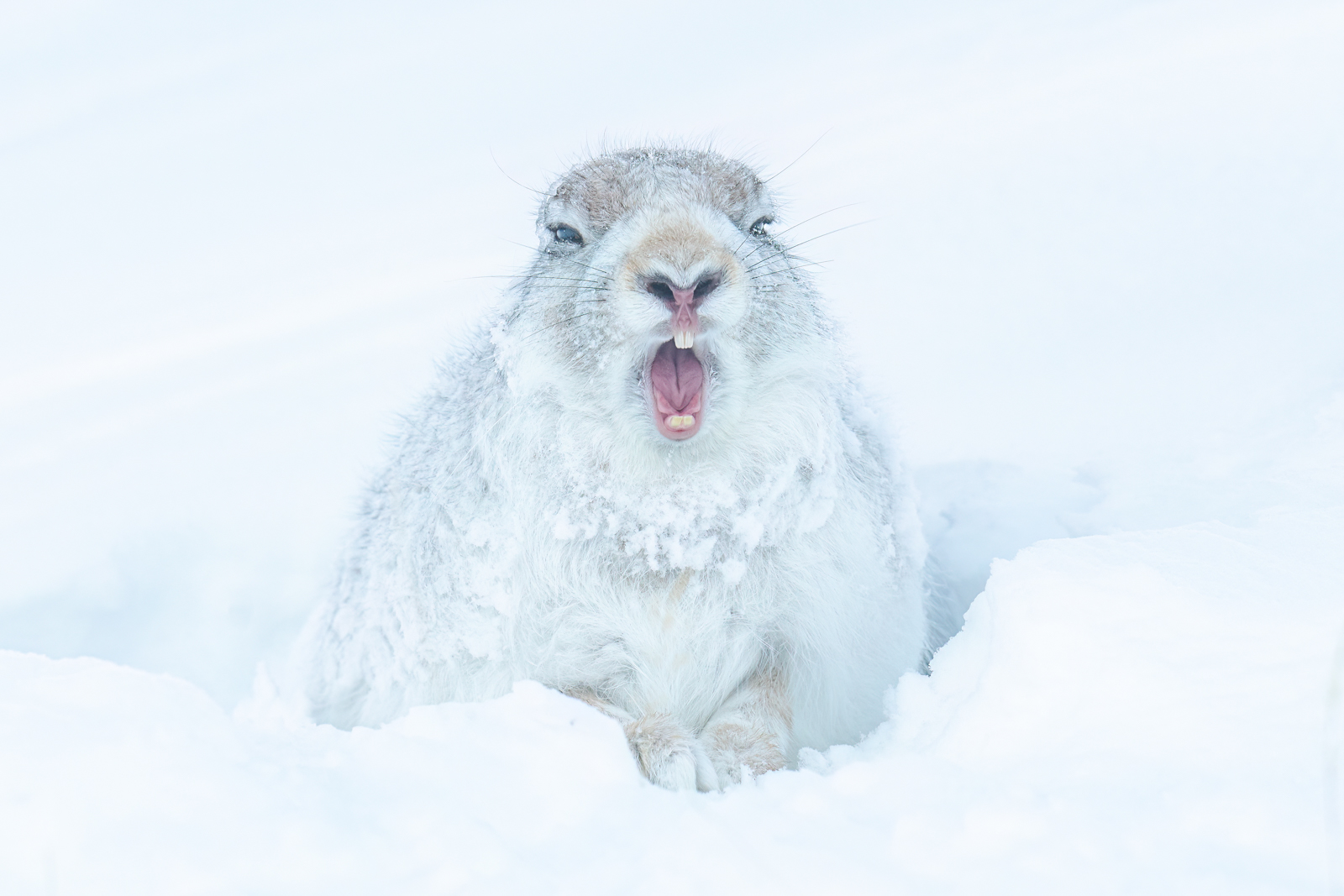 Winter Yawn